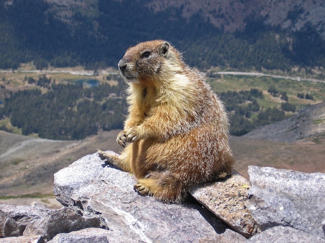  hibernation marmot-edit1