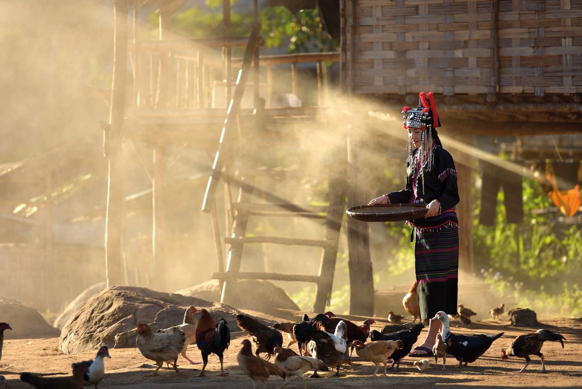 Hmong-idill, turistáknak – A baromfietetés hétköznapi jelenség a hmong falvakban. Az azonban nem túl gyakori, hogy a ritkán hordott helyi népviseletbe öltözve tegyék ezt. A turisták és a képeslapfotós kedvéért viszont megéri a fáradság!
Fotó: Sirisak_baokaew ©Shutterstock Hmong-idill, turistáknak – A baromfietetés hétköznapi jelenség a hmong falvakban. Az azonban nem túl gyakori, hogy a ritkán hordott helyi népviseletbe öltözve tegyék ezt. A turisták és a képeslapfotós kedvéért viszont megéri a fáradság!
Fotó: Sirisak_baokaew ©Shutterstock