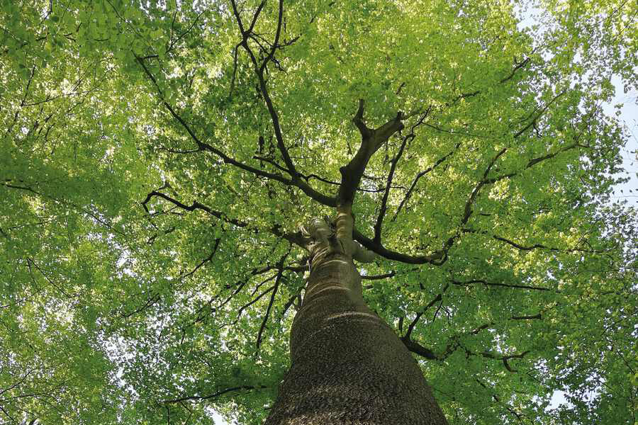 Öreg óriás A magyar szemnek is ismerős, idős „katedráliserdő” hatalmas fái akár 200-250 évesek is lehetnek