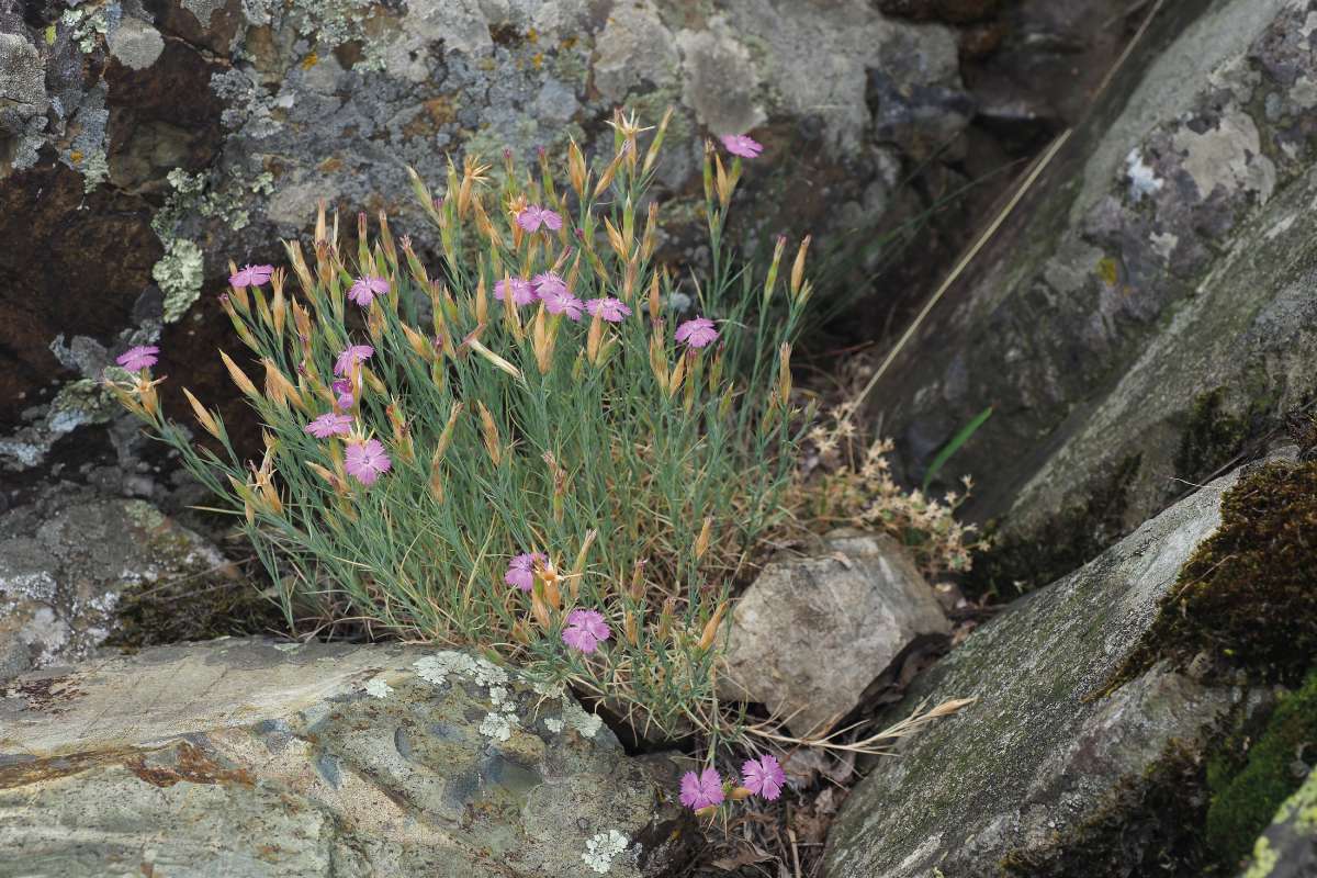 A tűlevelű szegfű (Dianthus nardiformis) a dobrudzsai sziklagyepek karakterfaja