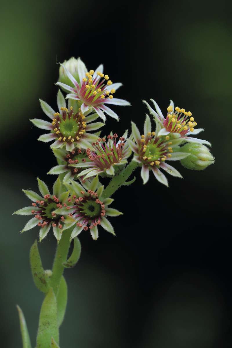 A Zelebor-kövirózsa (Sempervivum zeleborii) a Balkán-félsziget keleti felében és a Fekete-tenger északi partmellékének sziklás helyein él