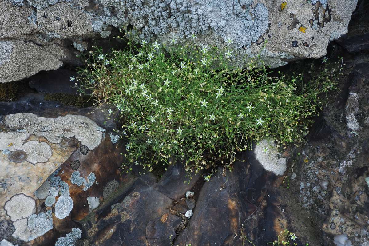 A Grisebach-csitri (Moehringia grisebachii) kelet-balkáni endemizmus