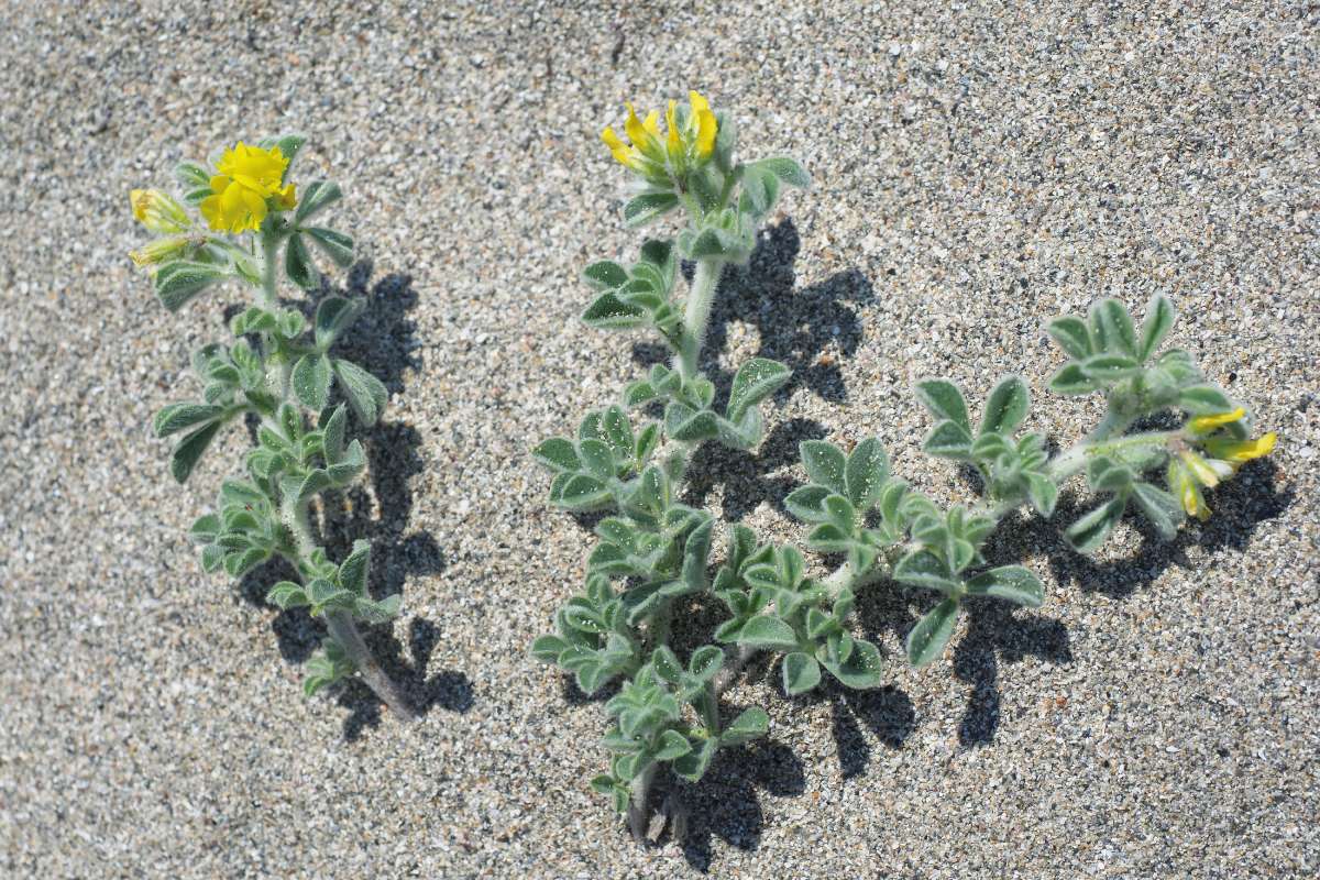 Tengerparti lucerna (Medicago marina)