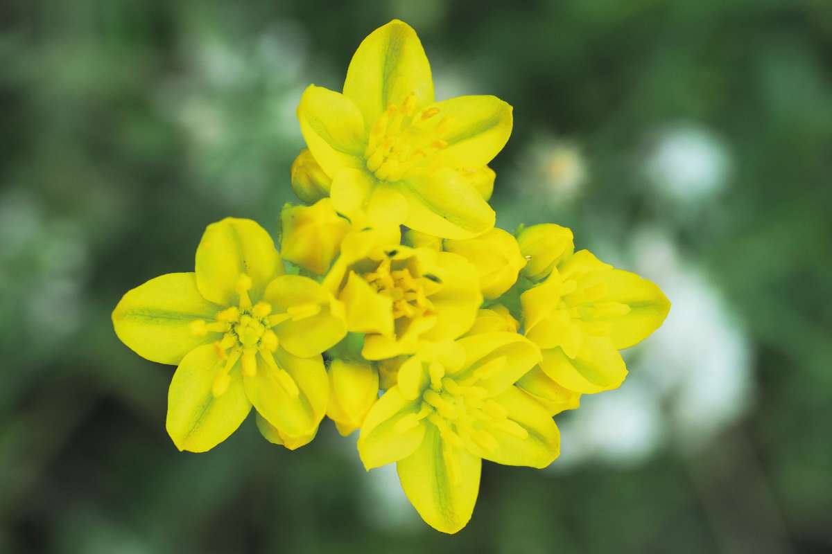 A szagos ernyősruta (Haplophyllum suaveolens) igen ritka sztyeppnövény
