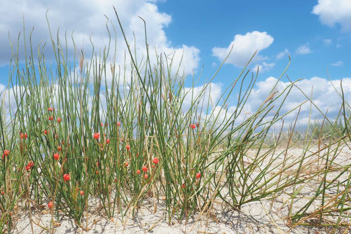 A csikófark (Ephedra distachya) Dobrudzsa homokpusztáin is jellemző