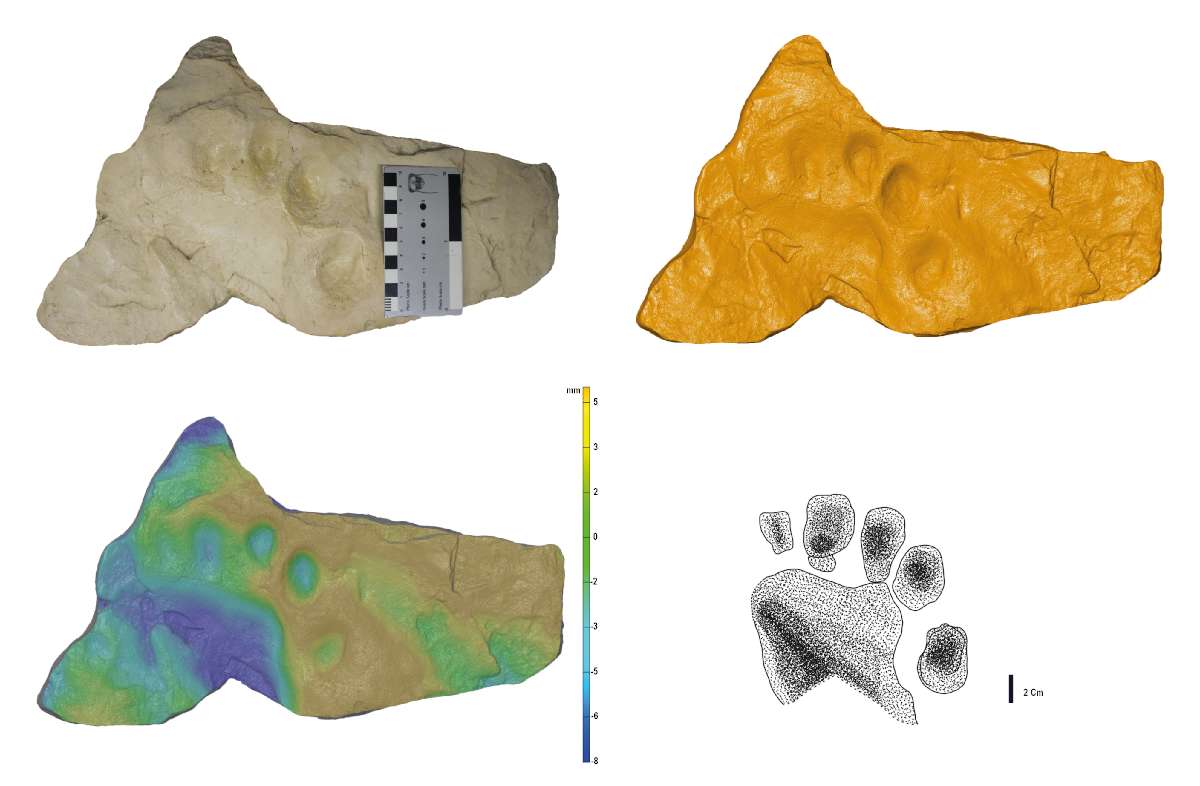 Kézzelfogható, vizsgálható – Az ipolytarnóci medvekutya elveszett lábnyomának másolata és az arról készült, nagy felbontású 3D modell. A másolat Kordos Lászlónak köszönhetően került vissza a hazai gyűjteménybe Fotó: Botfalvai Gábor és 3D Ipar