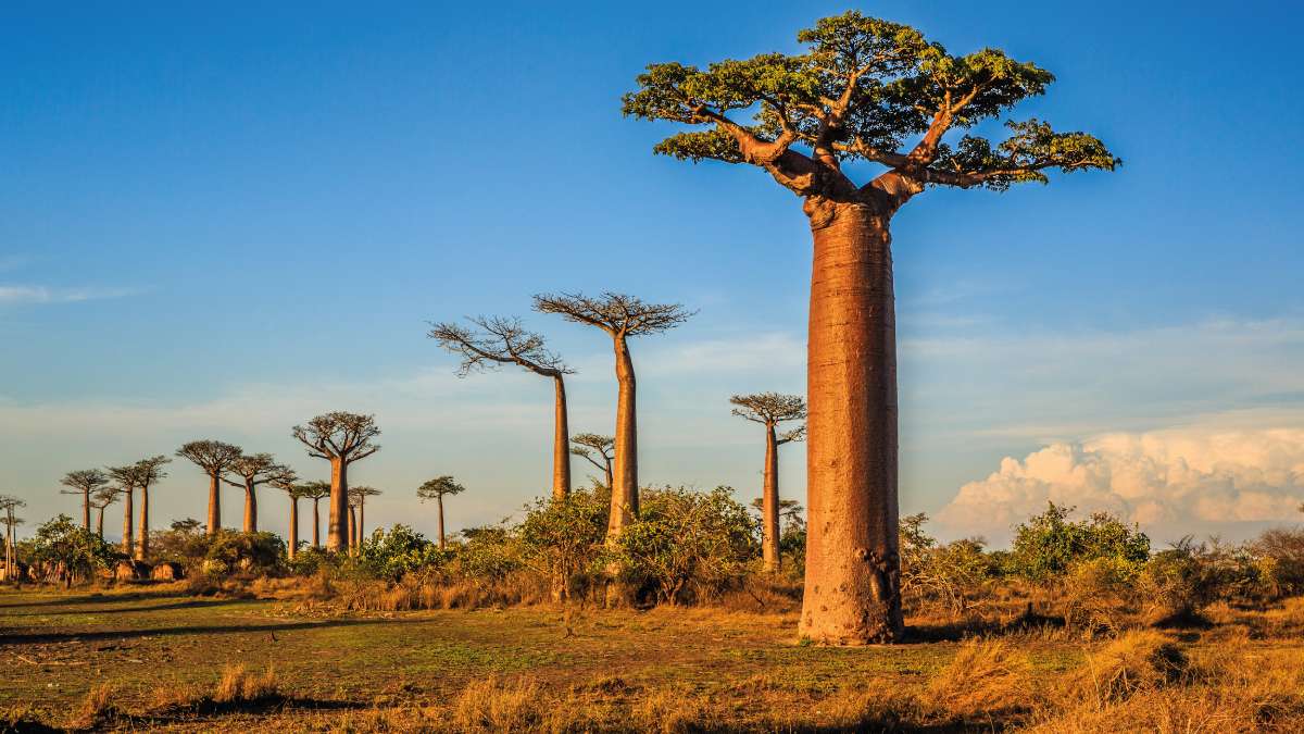 Baobab allé – Grandidieri baobab hatalmas példányai a Morondava melletti híres „Allée de Baobab”-ban. Faanyaga nem alkalmas épület- vagy tűzifának, azonban sokrétűen felhasználható anélkül, hogy a fa elpusztulna: kérgének háncsából kötelet, lehullott leveléből takarmányt, magjából vitamindús ételt készítenek, kivájt törzsében akár víztározót is kialakíthatnak
Fotó: Vaclav Sebek ©Shutterstock