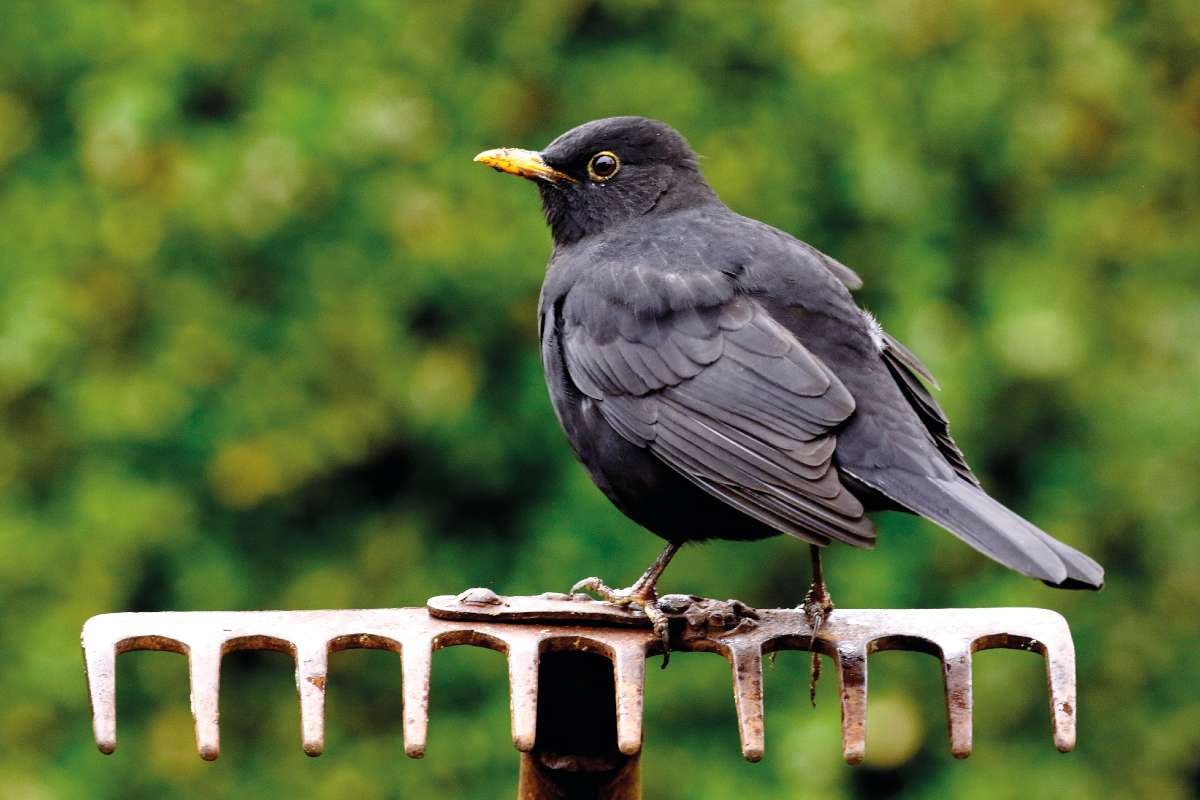Az egyik legközismertebb énekesmadarunk – A fekete rigó (Turdus merula) igazán kozmopolita, hiszen nemcsak a városban, de az erdők mélyén is találkozhatunk vele Fotó: Orbán Zoltán