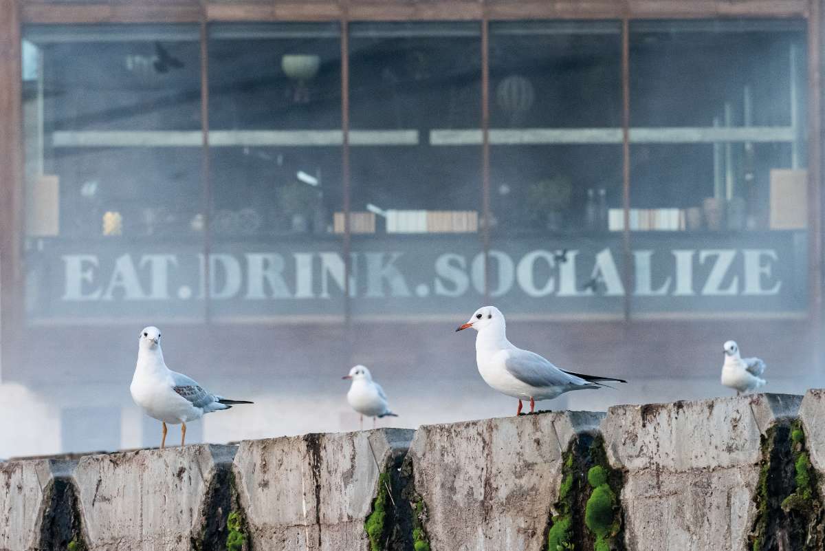Beszélünk-e sirályul? Bud Spencer emlékezetes és kedves jelenete mellett nem árt tudni, hogy a rendkívül okos és alkalmazkodóképes sirályok egészségügyi problémát is okozhatnak (pl. antibiotikumokra rezisztens E. coli baktériumokat terjeszthetnek), ezért egyes tengerparti városokban rendszeresen gyérítik állományukat Fotó: Aliczki Manó