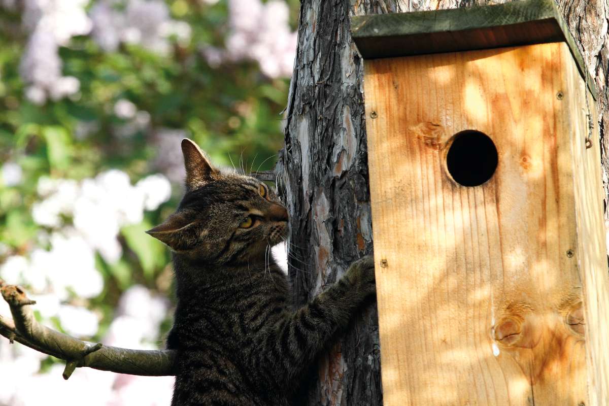 Házi macska vadászat közben – „Míg egy vadmacska a természetben 100-150 hektár területet birtokol, addig a házi macskák száma hektáronként 3-4 lehet. Egyes források szerint úgy tűnik, hogy ezer emberre vetítve Magyarországon él a legtöbb macska Európában, mégpedig 236 példány” – áll a Madárbarát Települések Országos Szövetségének kiadványában Fotó: Orbán Zoltán