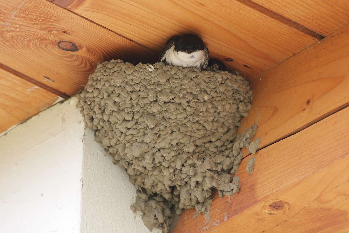 Molnárfecske – Ez a faj ma már szinte csak épületeken költ (korábban sziklafalon, faodvakban, barlangokban fészkelt). Egy fecske évente 1,5-3,5 kg rovart fogyaszthat el, így egy fecskepelenka felhelyezése a fészek alá igazán nem nagy fáradtság e jótéteményért cserébe... Fotó: Orbán Zoltán