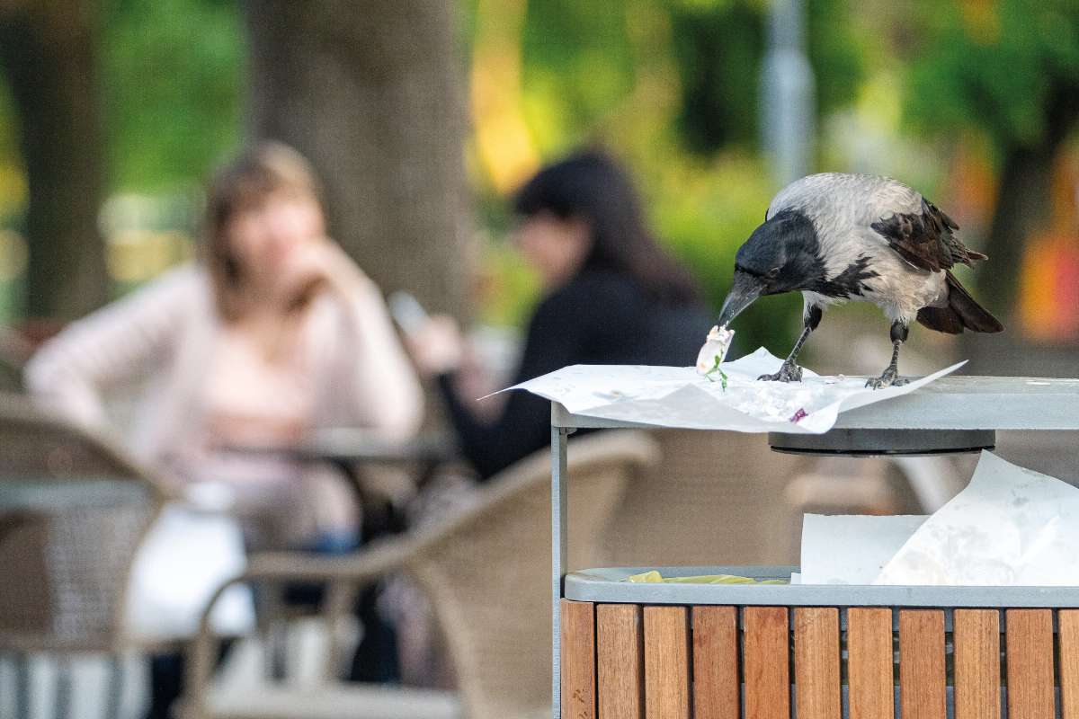Egy békés dolmányos varjú – Ritka, de látványos városi konfliktus, amikor a varjak különösen intenzív fiókaféltési viselkedése arra készteti a szülőket, hogy ún. „rárepüléssel” próbálják más irányba terelni az éppen repülni tanuló fiókákat megközelítő embert. Ez az agresszív viselkedés ugyanakkor általában csak pár napig tart, és nem jelent tényleges támadást Fotó: Aliczki Manó