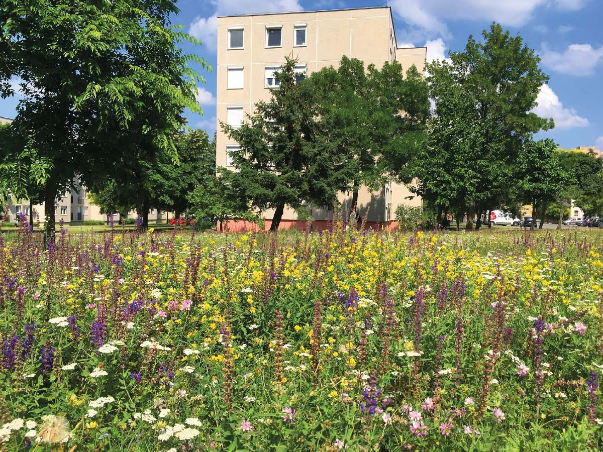 Egy csipetnyi Bakony az ablak alatt – Veszprémben az Európai Unió által is jógyakorlatként elismert klímaadaptív gyepgazdálkodás folyik a város zöldfelületein. Bár kutatás még nincs rá, de a rovarok számának növekedése minden bizonnyal pozitív hatással van az énekesmadarak szaporodására is Fotó: VKSZ Zrt., Veszprém