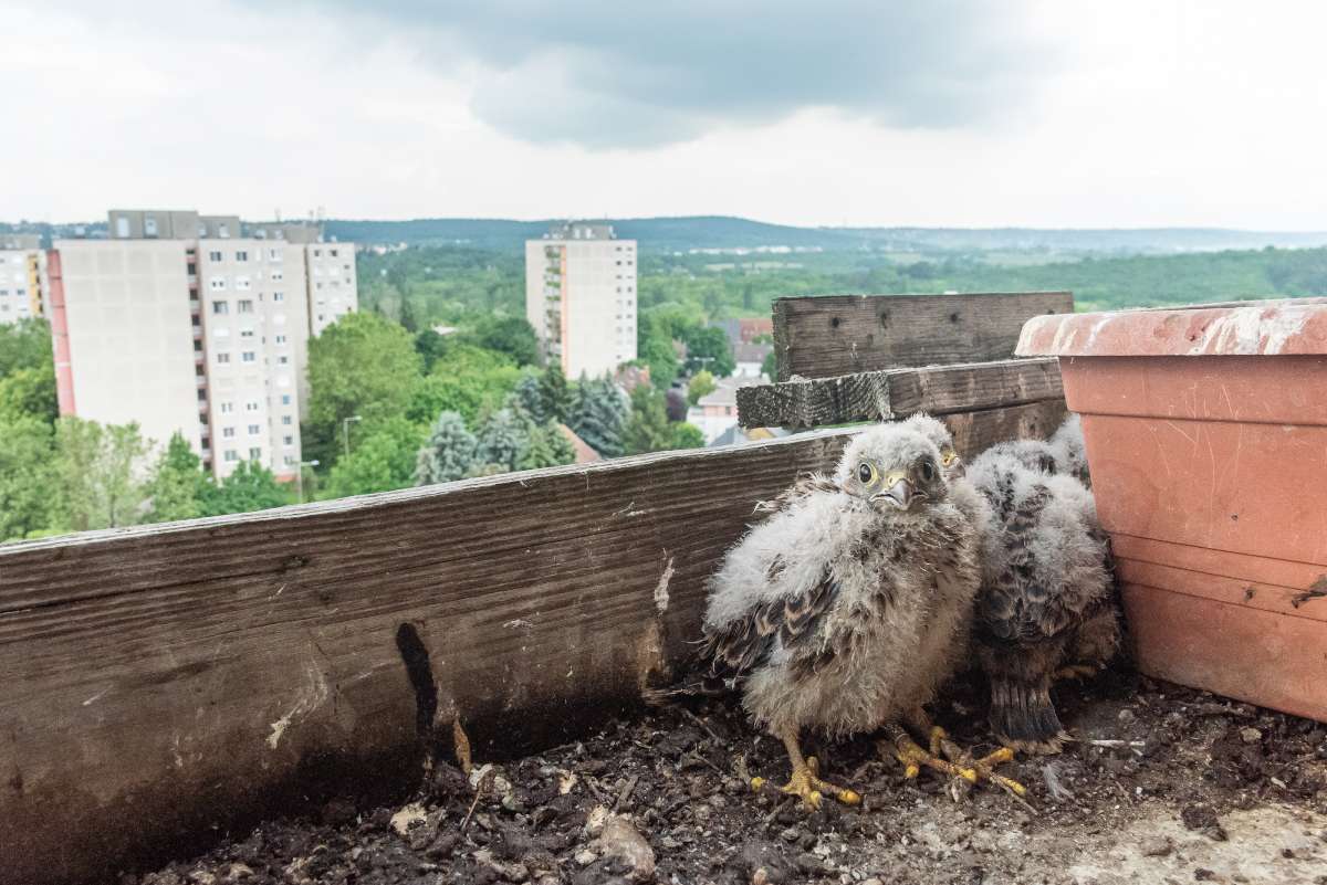 Segítünk! Az MME-n túl számos, állatmentéssel foglalkozó civil szervezet is segíti a bajba került állatokat, de a lakosságot is. Például abban, hogy mit tegyünk, ha vörös vércse költ a balkonládánkban... Fotó: Aliczki Manó